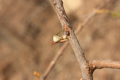 Scurrula parasitica